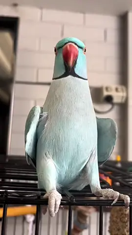 Pássaros dançando ME SOLTA no verdadeiro baile da gaiola - funk de MC Nego do Borel e DJ Rennan da penha