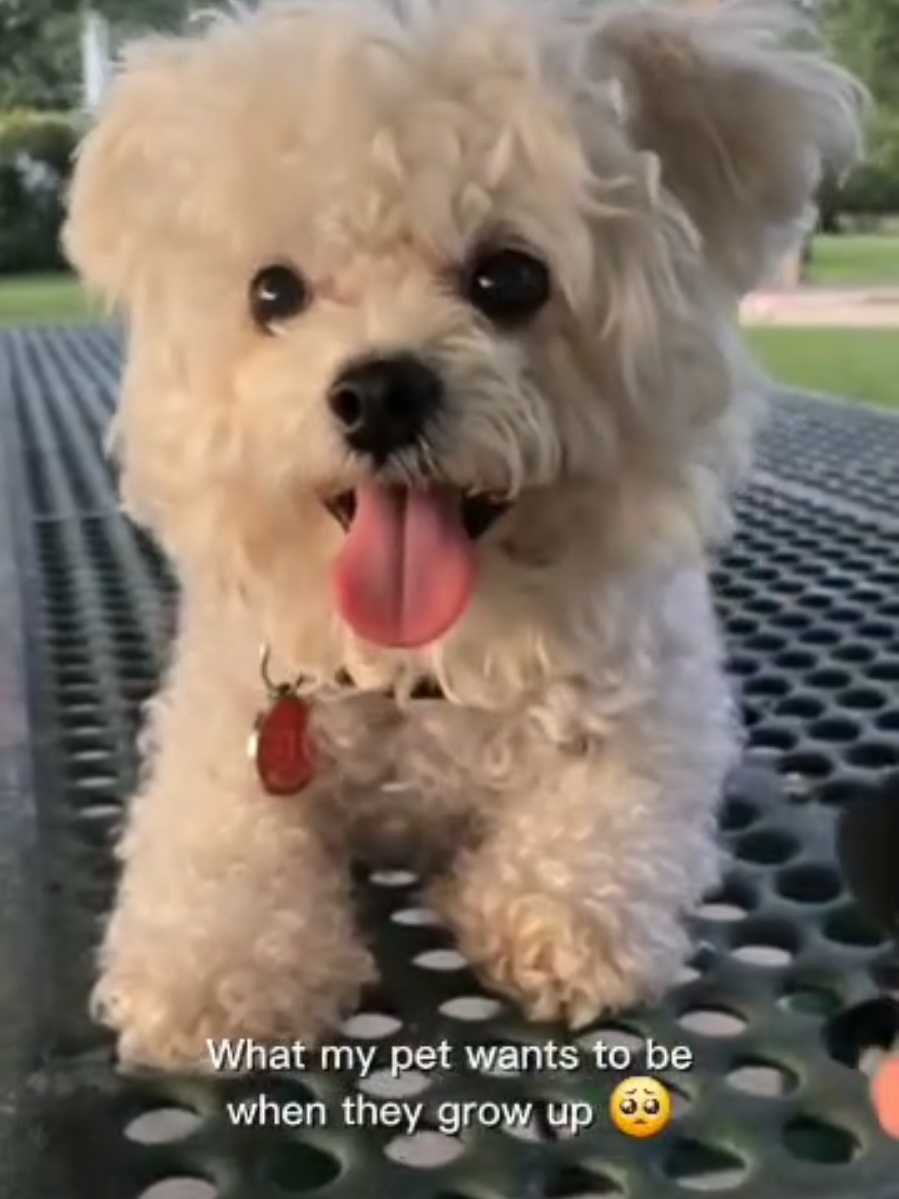 #whiskey #happydoggie #fypシ゚viral #paratiiiiiiiiiiiiiiiiiiiiiiiiiiiiiii #tiktokdogs 