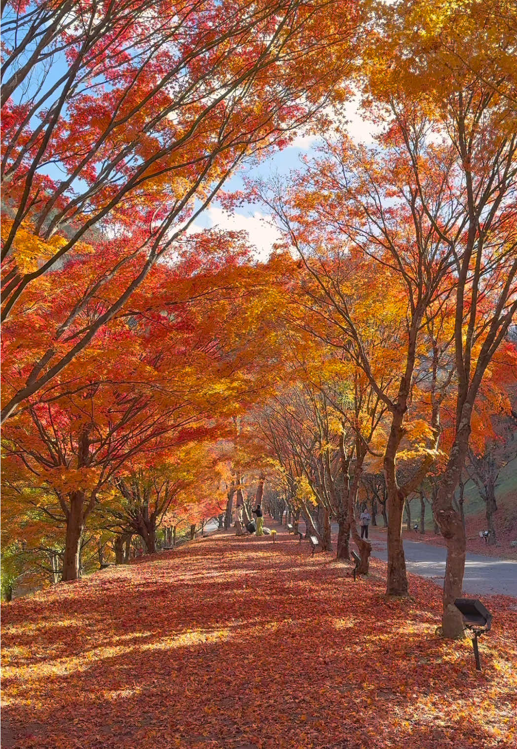 今が見頃！日本一の紅葉名所🍁 The most beautiful autumn foliage spot in Japan🍁   📍Lake Momiji / Nagano🇯🇵 🗾もみじ湖 📱iPhoneで撮影 「もみじ湖」は、大手旅行情報サイトでは何度も日本一に輝く紅葉の名所です🍁 🍁 紅葉の見どころ・特徴 ・約1万本のモミジが植えられており、規模・密度ともに見応えがあります。  ・「もみじのトンネル」と呼ばれる区間があり、上を覆うような紅葉が圧巻です。  ・湖面に映る紅葉と湖の水色とのコントラストが美しく、水鏡のような風景が楽しめます。  どこを見ても紅葉が広がっており、ずっと夢の中にいるような気分ですよ🥹🍁✨️ 今までたくさんの紅葉を見に行きましたが、一つ選ぶならここの紅葉が一番素晴らしかったと思うくらい凄い場所でした✨️   #秋のお出かけキャンペーン #もみじ湖 #長野 #箕輪町 