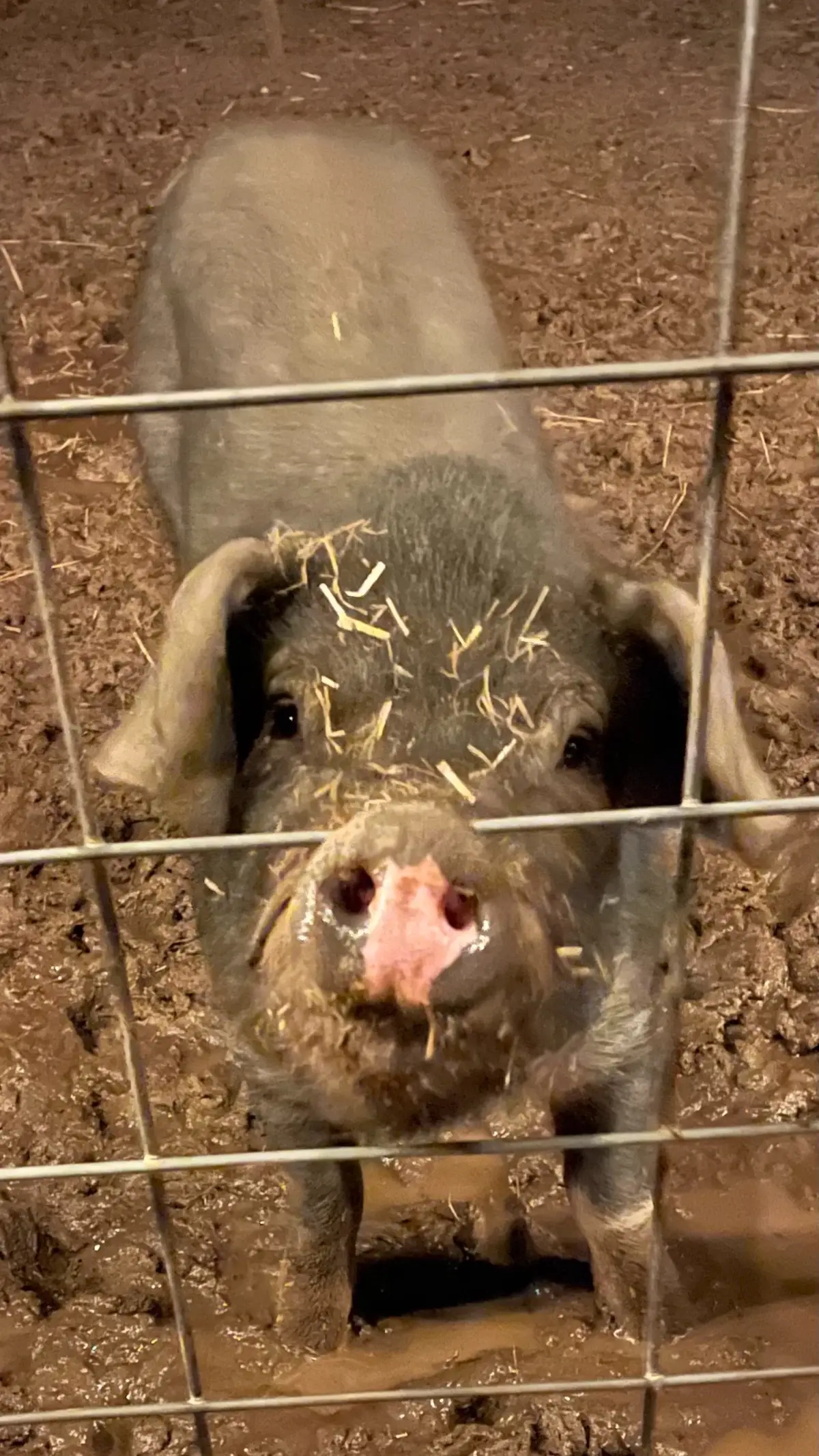 Sweet dreams from Peanut and the rest of the gang! 🐖💤 It looks like she has had a muddy good day! We wish you all a peaceful night's rest 🌙💫. Goodnight from Amy’s Acres in Charles City County, Virginia, where the piggies all snuggle in nice and cozy  🐖🏠 We love you all, and we go back in the morning   #rescuedismyfavoritebreed #Love #Goodnight 🌟
