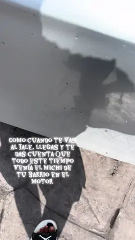 #gato #gatostiktok #viraltiktok 