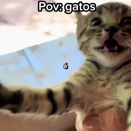 Pov: gatos    #animaisengraçados  #videodehumor  #gatos  #videoengracado 