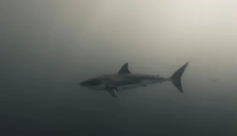 🦈 #shark #alexitymia #fyp#plsdontflop 