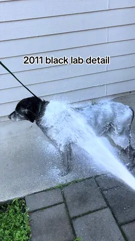 2011 model Buddy getting an exterior detail and ceramic coating  #dogwash #cardetailing #fyp