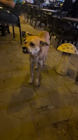 #شعب_الصيني_ماله_حل😂😂 #foryou #fyp 😂😂