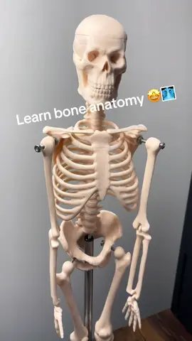 Learn your skeletal bone anatomy for A&P! #fyp #anatomy #anatomyandphysiology #physiology #bones 