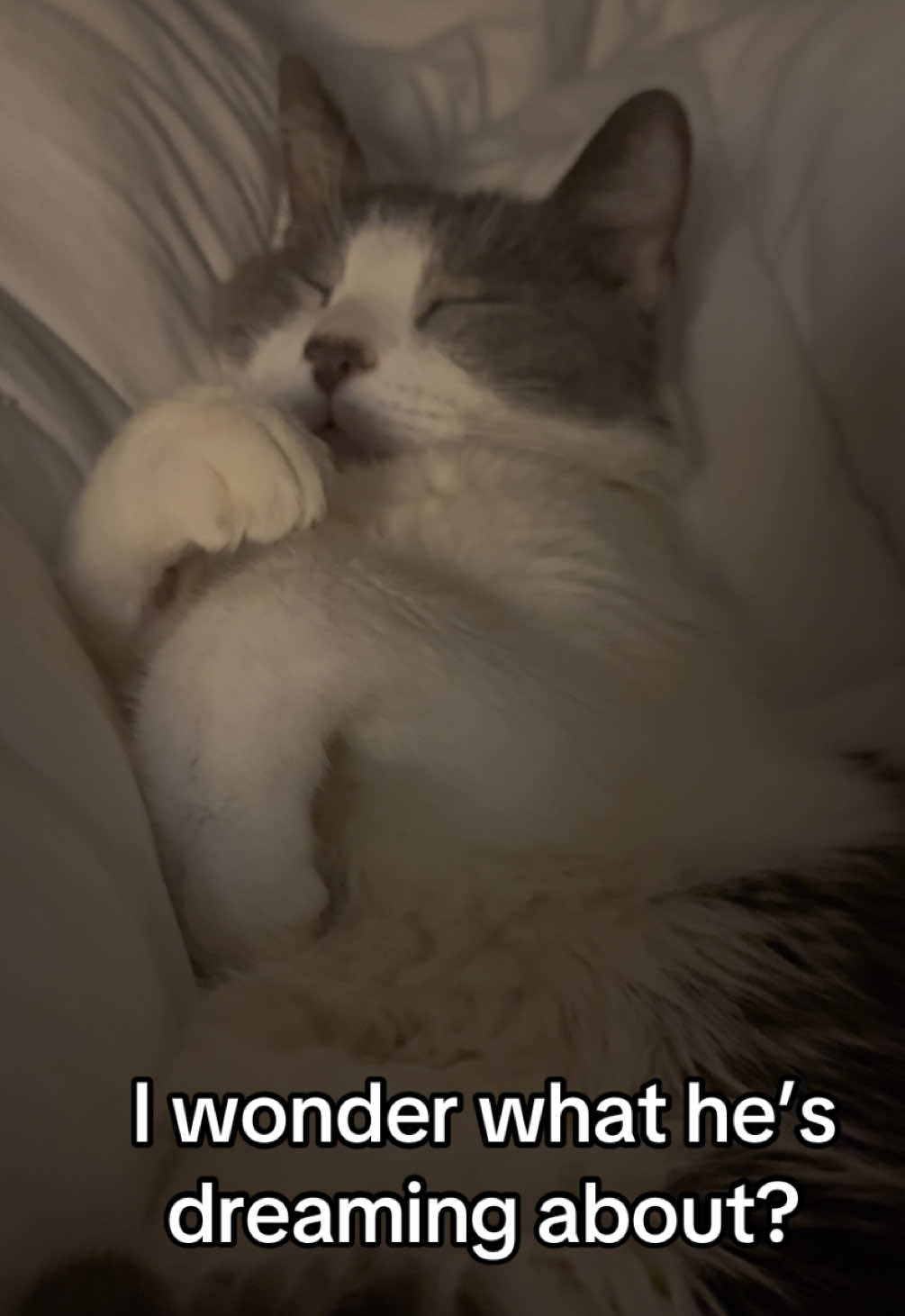 Cow will always be a cute baby 🥹 no matter how old he gets #creatorsearchinsights #cutecats #cutepets #catlovers #catvideo 