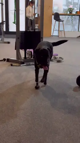 Наш 4 лапий тетан тому що має теж протези. 