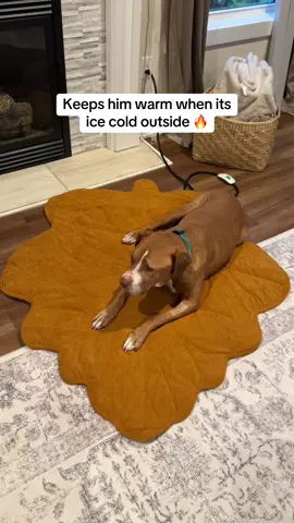 It’s his favorite place to lay ever since we got it #dogbed #dogmat #heateddogbed #dogmom #tiktokshopblackfriday 