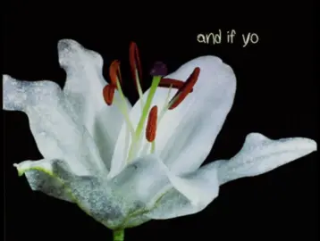 My favourite love song #thebeatles #thebeatlesedit #andiloveher #floweredit #cinematic #fyp #foryou #foryoupage #fypシ゚viral #aftereffects #viral 