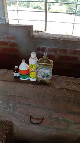 Dia para desparasitar y vitaminar los becerros de la casa para tenerlos al 100 siempre cuidando bn los nenes del corral #RanchoGu7man #gyrelsalvador #ganaderia🐂🐎 #soyderancho1🐂🐎🐴 #elsalvador🇸🇻 