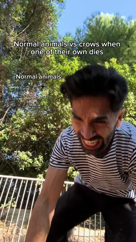 Normal animals vs crows when one of their own dies. #fyp #humor #joke 