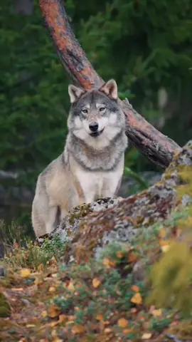 #سبحان_الله_وبحمده_سبحان_الله_العظيم #فاطمة_الحريري 