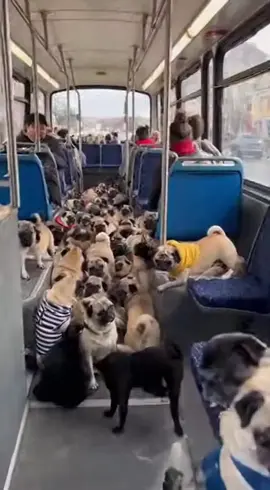 こっちのバスも乗りたいなー🥰 #ai #パグ #pug #pugs 