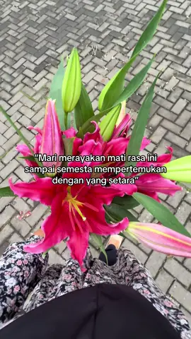 Casablanca Merah ❤️ By.Nova Florist  Nova Florist  Supplier Bunga Segar Sumowono Bandungan  Since 2001 Menyediakan berbagai macam jenis bunga segar,bunga krisan, bunga mawar dan lain lain.  Info Pemesanan 081225780103 #novafloristbandungan  #bakulkembang  #pasarbungabandungan  #freshflowers💐 #fyppppppppppppppppppppppp 