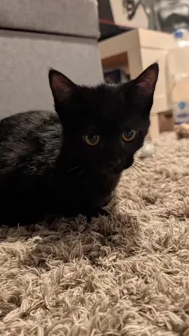 #foryou #fyp #cat #funny  My car Travis is a Rapper