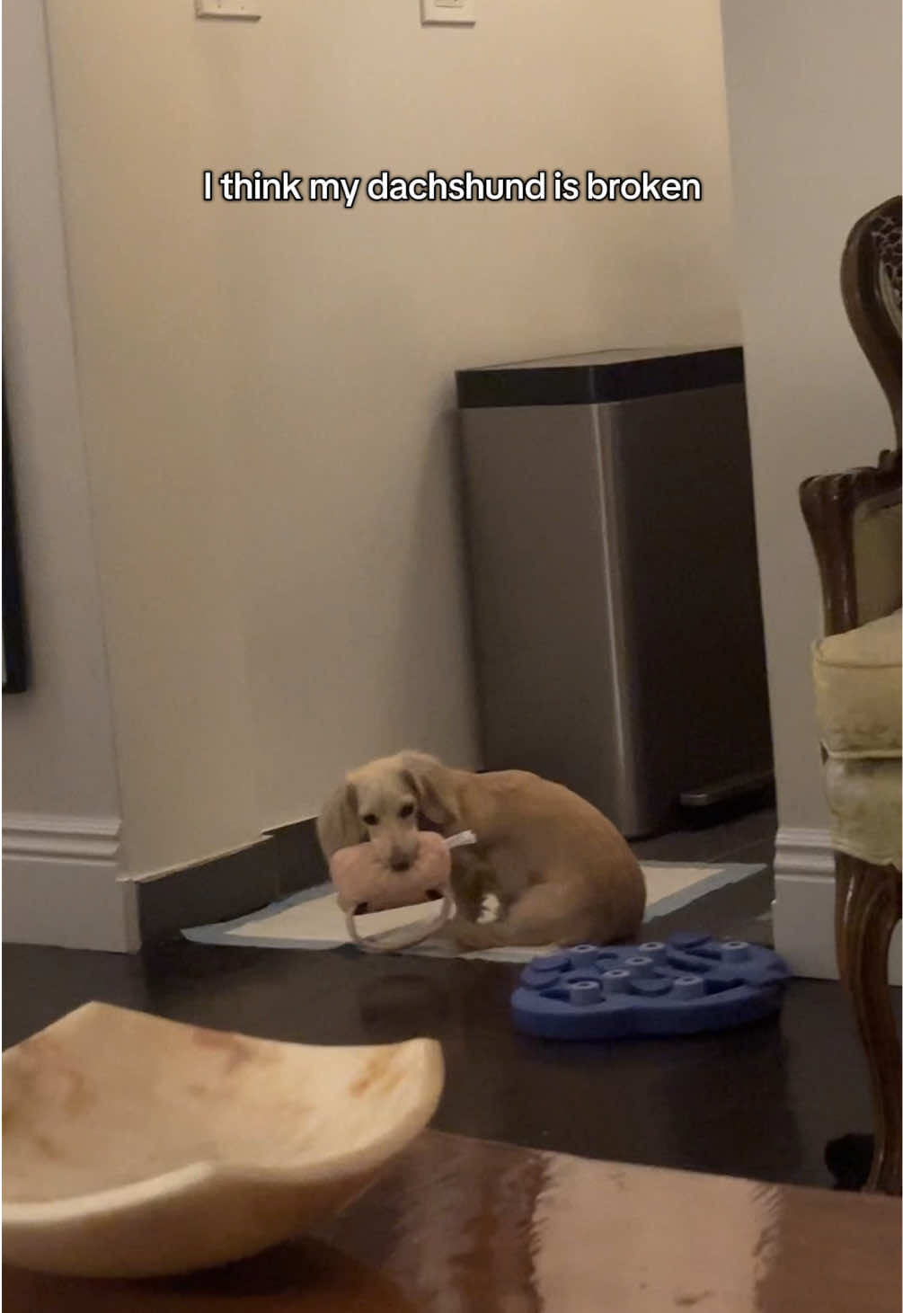 thanks so much for the bday gift @Bri Siaca 🤣😭 #minidachshundpuppy #minidachshund #funnypuppy 