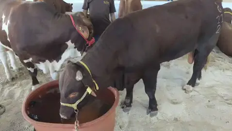 #feria #feriaxmatkuil2025 #xmatkuil #ganados #toros 