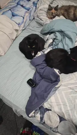 #catlife #wholesome #catsoftiktok #catlove #bed 