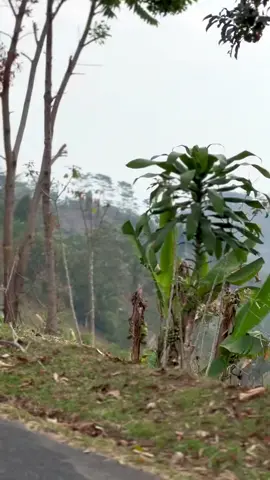 istimewa  #fyp #foryou #2stroke #hondansr #2tak 