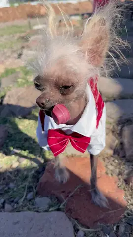 #mrpumpernickel #chinesecrested #hairlessdogs #cutedogsofitktok