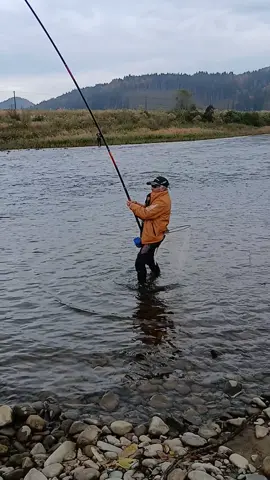 #山形県 #鮭川 #釣れました #鮭 #がまかつ