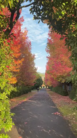 Nhật Bản mùa thu – chỉ cần đứng yên, cảnh cũng kể chuyện. #nhatban #autumn #tenri #xuhuongtiktok #chill 