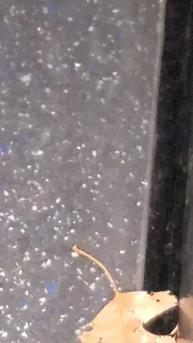 Давлю ногой тараканов в автобусе