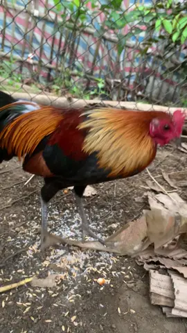 F1 đẹp rồi sung dần rồi ae ạ