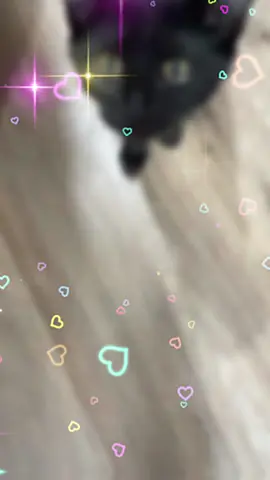 #cats #paratiiiiiiiiiiiiiiiiiiiiiiiiiiiiiii #foryou #100kviews #fypシ 