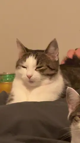 She’s happy tho 🐅 ______  #cat #cute #catsoftiktok #funny #fyp 