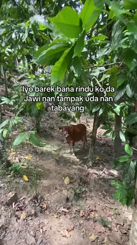 Baaa lai ko da😅😅#fyp #foryou #fyp #minangtiktok #sumbar 