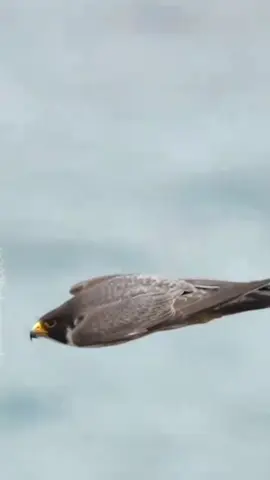 #لمسيلي_28✌__تجور___♥️ 