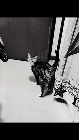 lol 😆  #catsoftiktok #cat 