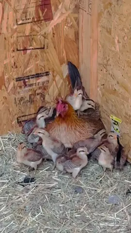 ما شاء الله منظر جميلة دجاجه فريه مع افراخها (منقووول) ...#الدجاج_العربي_القديم #الدجاج_العربي_الاصيل #الدندراوي_الكويتي #الدجاج_الأبيض_الأفرك_الكويتي #الهاوي_العراقي_البسيط 