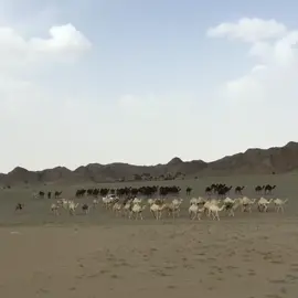 #2016 #السعودية 