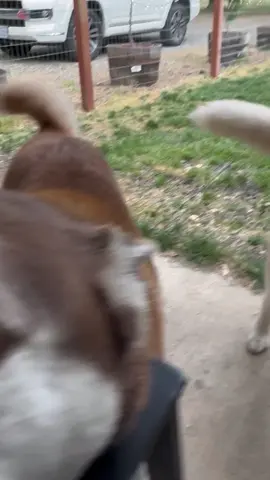 Waiting for daddy to come home.  I love how huskies listen!#huskies #huskylife #huskylove #huskysoftiktok 