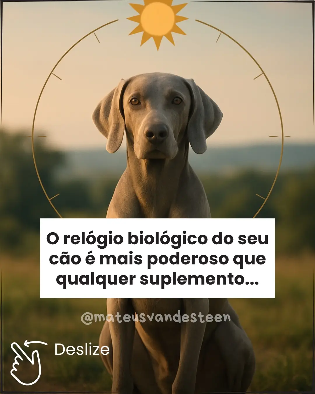 O relógio biológico do seu cão é moldado todos os dias pelas suas escolhas — e isso influencia diretamente quanto tempo ele vai viver. O ciclo circadiano, que regula sono, fome, temperatura, hormônios e até imunidade, depende de luz, rotina e alimentação coerentes com o ritmo natural. Quando o tutor mantém luz artificial intensa à noite, alimenta tarde, deixa o cão acordado até tarde ou sem exposição solar matinal, esse relógio se desregula silenciosamente. (Frank et al., 2020, Front Vet Sci). A melatonina, hormônio essencial para a regeneração celular e controle inflamatório, só é produzida em ambientes escuros. Ou seja, cães que dormem sob luz, televisão ou barulhos constantes dormem menos e envelhecem mais rápido. A privação de sono em cães aumenta cortisol, reduz GH (hormônio do crescimento) e acelera processos degenerativos. (Díaz et al., 2021, Animals). Além disso, o horário das refeições altera profundamente o metabolismo. Alimentar o cão tarde da noite prolonga a liberação de insulina e reduz a capacidade do fígado de se regenerar durante o sono — o que, a longo prazo, interfere na sensibilidade à glicose e no controle do peso. (de Castro et al., 2022, Vet J). Respeitar o ciclo solar — luz natural pela manhã, alimentação em horários fixos e sono profundo em ambiente escuro — é uma das intervenções mais simples e poderosas para longevidade. Longevidade não se mede apenas em suplementos, mas em ritmo: porque o corpo do seu cão precisa saber quando é dia, e quando é noite. (Watson & Liu, 2022, Vet Clin North Am).