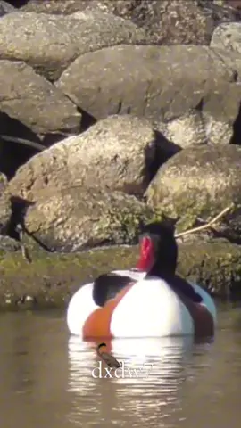 شهرمان ❤️‍🩹#طيور #بط #شهرمان #احمر #ضاري_الجنفاوي 