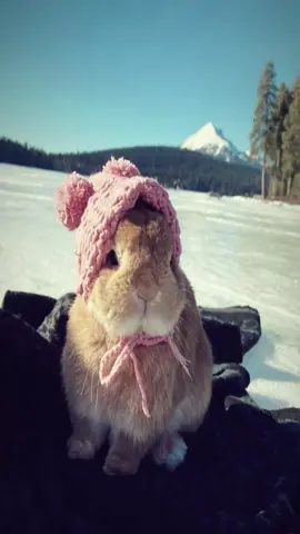 🐰 #bunnys #cute #fyp #xyzbca 