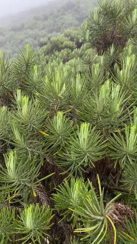 abadi  #bungaabadi #edelweiss  #gunungciremai #ciremai3078mdpl  #mountain 