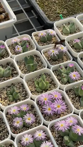 Đôi khi chỉ cần ngắm những những hoạt động nhỏ này vào buổi sáng cũng đủ khiến tinh thần làm việc được nâng cao hơn! #senda #senđá #succulents #câycảnh #xuhuong 