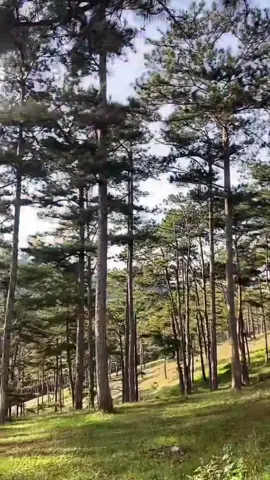 Đồi Măng Lin chào bạn buổi sáng vui vẻ 🥰♥️ #cảnhđẹpthiênnhiên #cohaimcs 