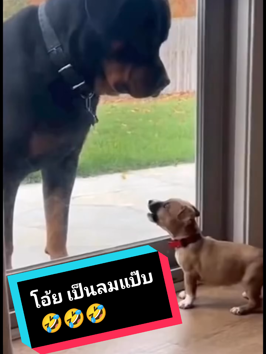 โอ้ย เป็นลมแป๊บ 🤣🤣🤣 #น้องหมา #คลายเครียด #น่ารักเกิ๊นนน #เอาขึ้นหน้าฟีดที #น่ารัก 
