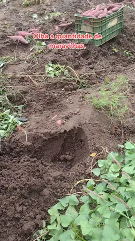 Hoje a colheita é da batata doce mineirinha  #agro #roça #cultura #colheita #batata 
