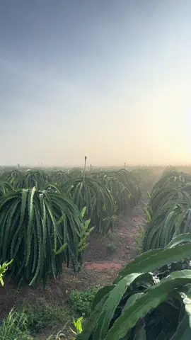 Thanh long đón nắng sớm, lòng người cũng nhẹ nhàng 🥰#DragonFruit #GlobalGAP #ExportQuality #VietnameseFruits 
