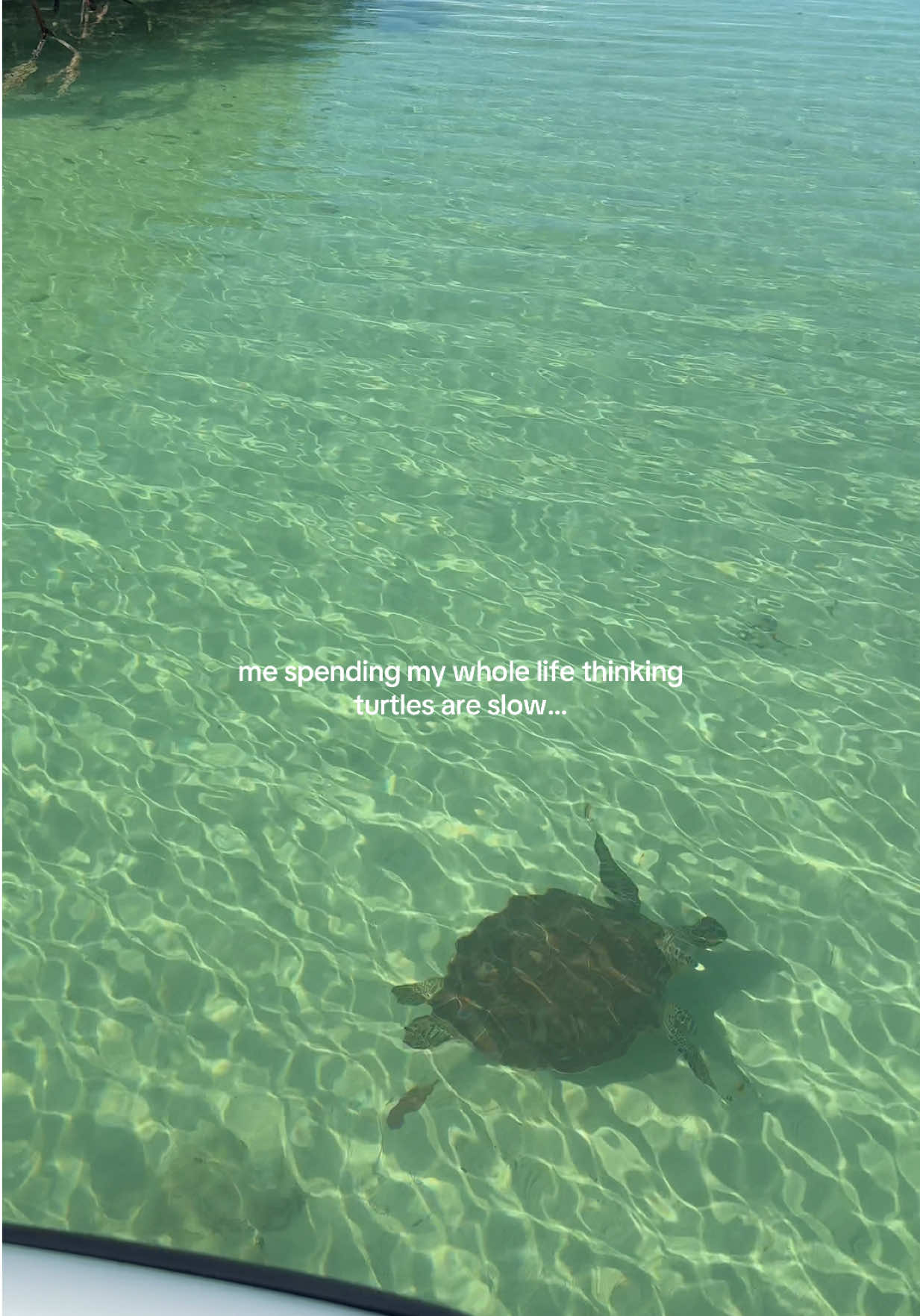 did anyone else grow up thinking this?! Sea turtles are speeeeedy ! 