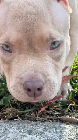 He’s a vibe 🤣 #puppy #pocketbully #shakeit #outkast #foryoupage 