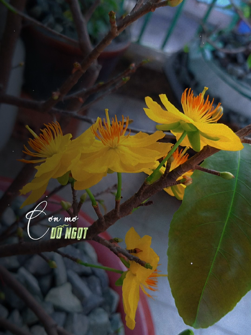 Tôi sẽ về.... #nhachaymoingay  #xuhuong2025  #foryou  #fyp  #tienst83 