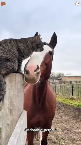 Gentle Giant Meets Tiny Kitty — Heart-Melting.💕#horse #horses #cat #animals #farm 